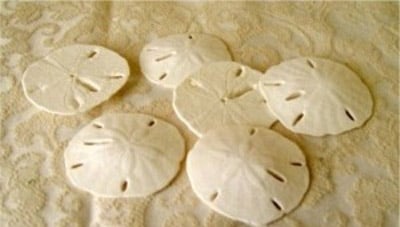 Sand Dollars