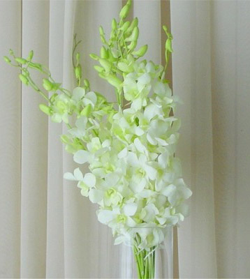 White Dendrobium