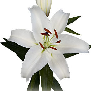 Sympathy Flower Arrangements on Calla Lily  Flowers For Wholesale   Wholesale Flowers And Supplies