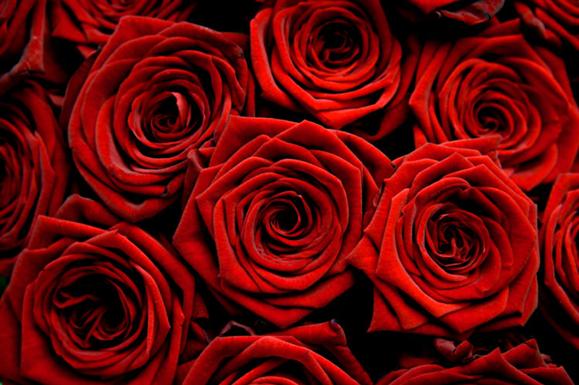 Wholesale Flowers and Supplies