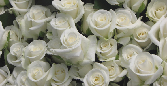 Wholesale Flowers and Supplies