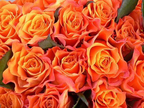 Wholesale Flowers and Supplies